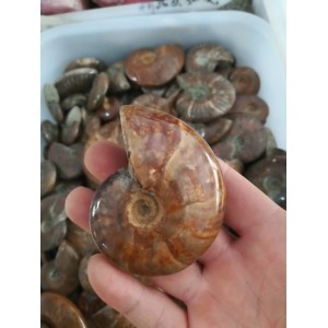 Akmeninė fosilija "Nuostabioji kriauklė" (amonitas)
