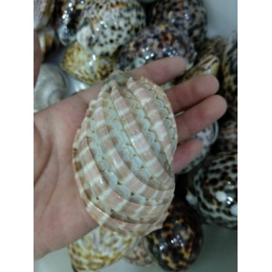 Fosilija "Nuostabioji kriauklė 5" (amonitas, iš Madagaskaro)