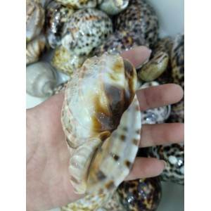 Fosilija "Nuostabioji kriauklė 5" (amonitas, iš Madagaskaro)