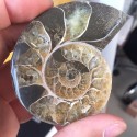 Akmeninė fosilija "Nuostabioji kriauklė 6" (amonitas)