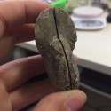 Akmeninė fosilija "Nuostabioji kriauklė 7" (amonitas)
