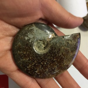 Akmeninė fosilija "Nuostabioji kriauklė 8" (amonitas)