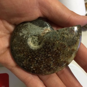 Akmeninė fosilija "Nuostabioji kriauklė 8" (amonitas)