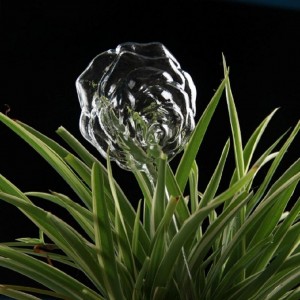 Įsmeigiama stiklinė vaza "Puikioji rožė" (27 x 8 cm)