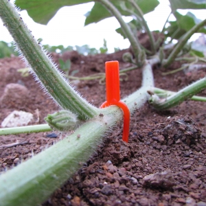 Augalų ir gėlių šakelių prie žemės fiksatorius "Aukščiausia kokybė" (100 vnt.)