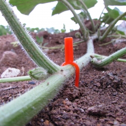 Augalų ir gėlių šakelių prie žemės fiksatorius "Aukščiausia kokybė" (100 vnt.)
