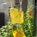Pakabinama vabzdžių gaudyklė "Paprastas sprendimas"