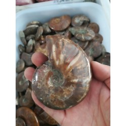 Akmeninė fosilija "Nuostabioji kriauklė" (amonitas)