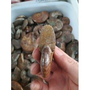 Akmeninė fosilija "Nuostabioji kriauklė" (amonitas)