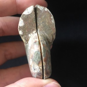 Akmeninė fosilija "Nuostabioji kriauklė 3" (amonitas)