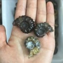 Akmeninė fosilija "3 kriauklelės" (amonitas)