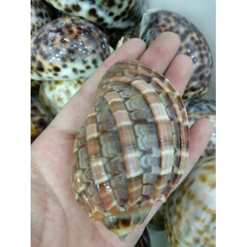 Fosilija "Nuostabioji kriauklė 5" (amonitas, iš Madagaskaro)