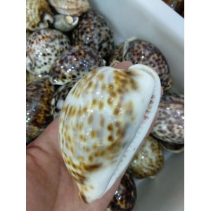 Fosilija "Nuostabioji kriauklė 5" (amonitas, iš Madagaskaro)