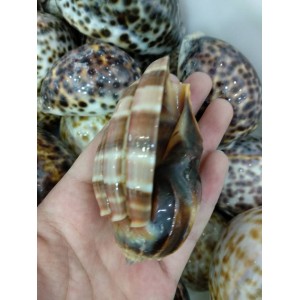 Fosilija "Nuostabioji kriauklė 5" (amonitas, iš Madagaskaro)