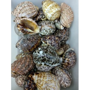 Fosilija "Nuostabioji kriauklė 5" (amonitas, iš Madagaskaro)