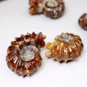 Akmeninė fosilija "Senoji kriauklelė" (amonitas)