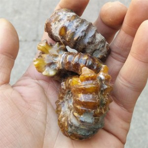 Akmeninė fosilija "Senoji kriauklelė" (amonitas)