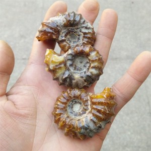 Akmeninė fosilija "Senoji kriauklelė" (amonitas)