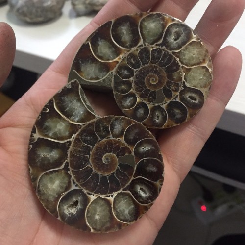 Akmeninė fosilija "Nuostabioji kriauklė 7" (amonitas)