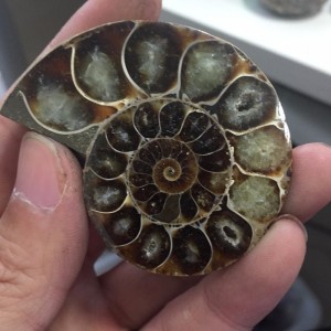 Akmeninė fosilija "Nuostabioji kriauklė 7" (amonitas)