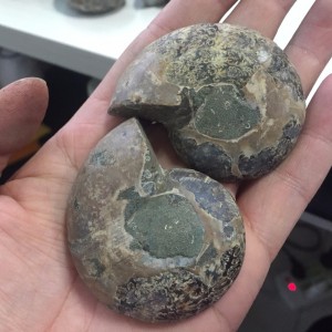 Akmeninė fosilija "Nuostabioji kriauklė 7" (amonitas)