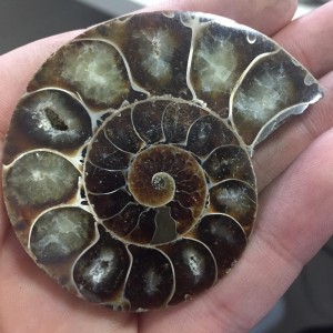 Akmeninė fosilija "Nuostabioji kriauklė 7" (amonitas)