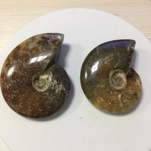 Akmeninė fosilija "Nuostabioji kriauklė 8" (amonitas)