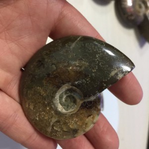 Akmeninė fosilija "Nuostabioji kriauklė 8" (amonitas)