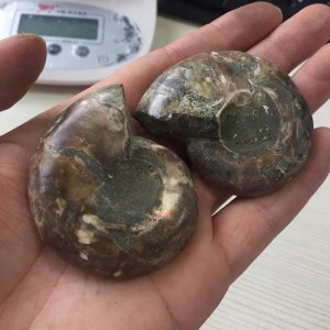 Akmeninė fosilija "Nuostabioji kriauklė 9" (amonitas)