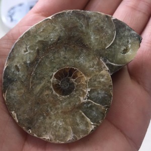 Akmeninė fosilija "Nuostabioji kriauklė 9" (amonitas)