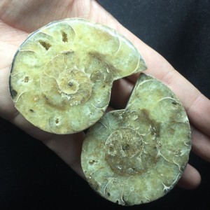 Akmeninė fosilija "Nuostabioji kriauklė 10" (amonitas)