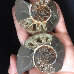 Akmeninė fosilija "Nuostabioji kriauklė 11" (amonitas)