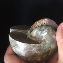 Akmeninė fosilija "Nuostabioji kriauklė 11" (amonitas)