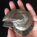 Akmeninė fosilija "Nuostabioji kriauklė 11" (amonitas)