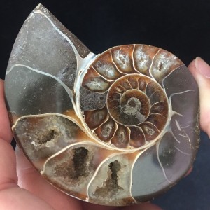 Akmeninė fosilija "Nuostabioji kriauklė 11" (amonitas)