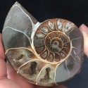 Akmeninė fosilija "Nuostabioji kriauklė 11" (amonitas)