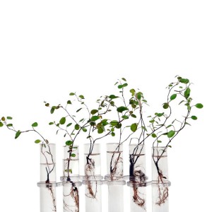 6 stiklinės vazos "Puikioji elegancija"