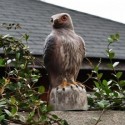 Paukščių baidytuvas "Hawk Bird Scarer"