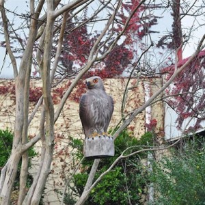 Paukščių baidytuvas "Hawk Bird Scarer"