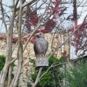 Paukščių baidytuvas "Hawk Bird Scarer"